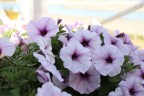 Rebecca Niver - Unsplash