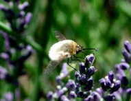 Bombyle sur lavande