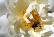 Abeille sur rose