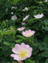 Rosa canina