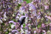 Salvia Sclarea