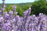 Lavandula angustifolia